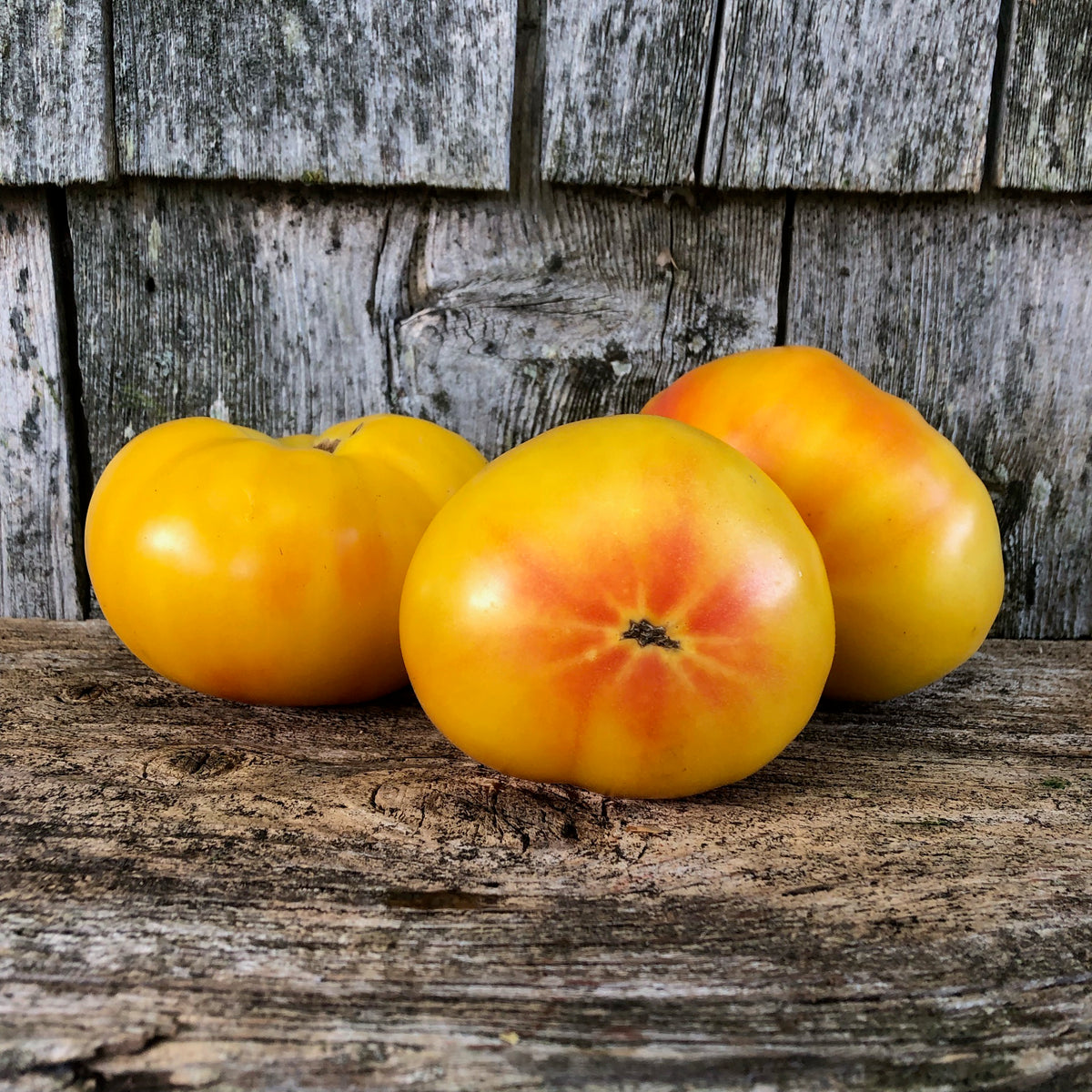 Yellow Brandywine Tomato – Revival Seeds