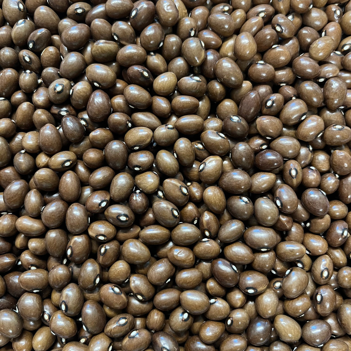 Graines De Café Arabica De L'Himalaya - Lot De 10 Graines - Pour Jardin Ou Plantation