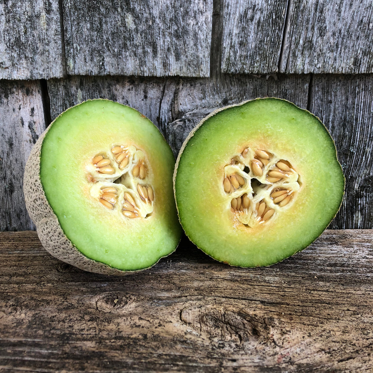 Green Nutmeg Melon Revival Seeds