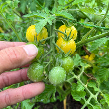 Honey Lemon Cherry Tomato