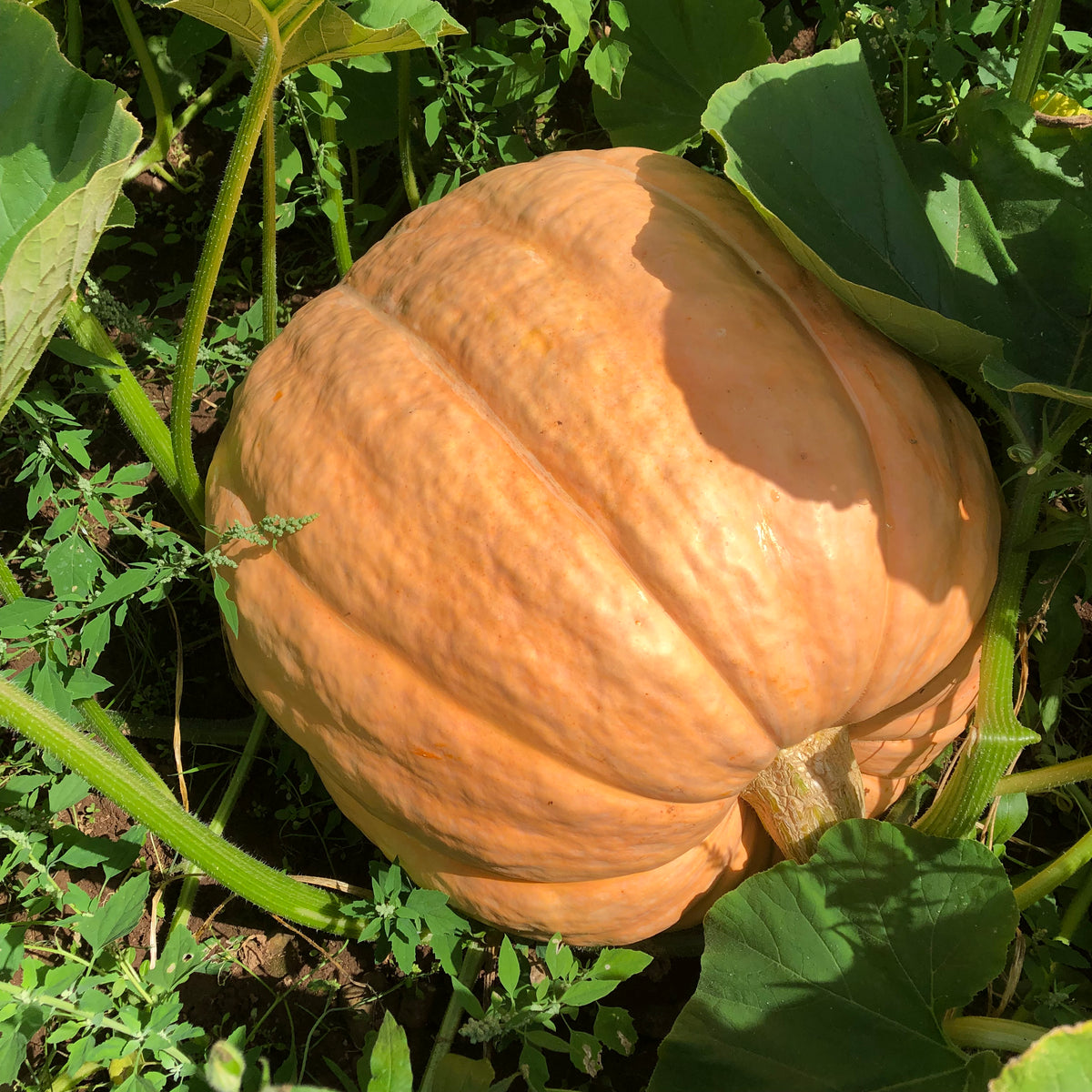Atlantic Giant Pumpkin ' Howard Dill Strain' Revival Seeds