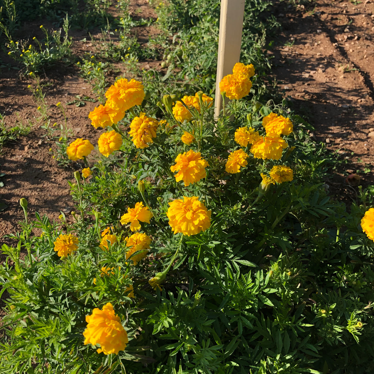 Crackerjack Marigold Mix Revival Seeds
