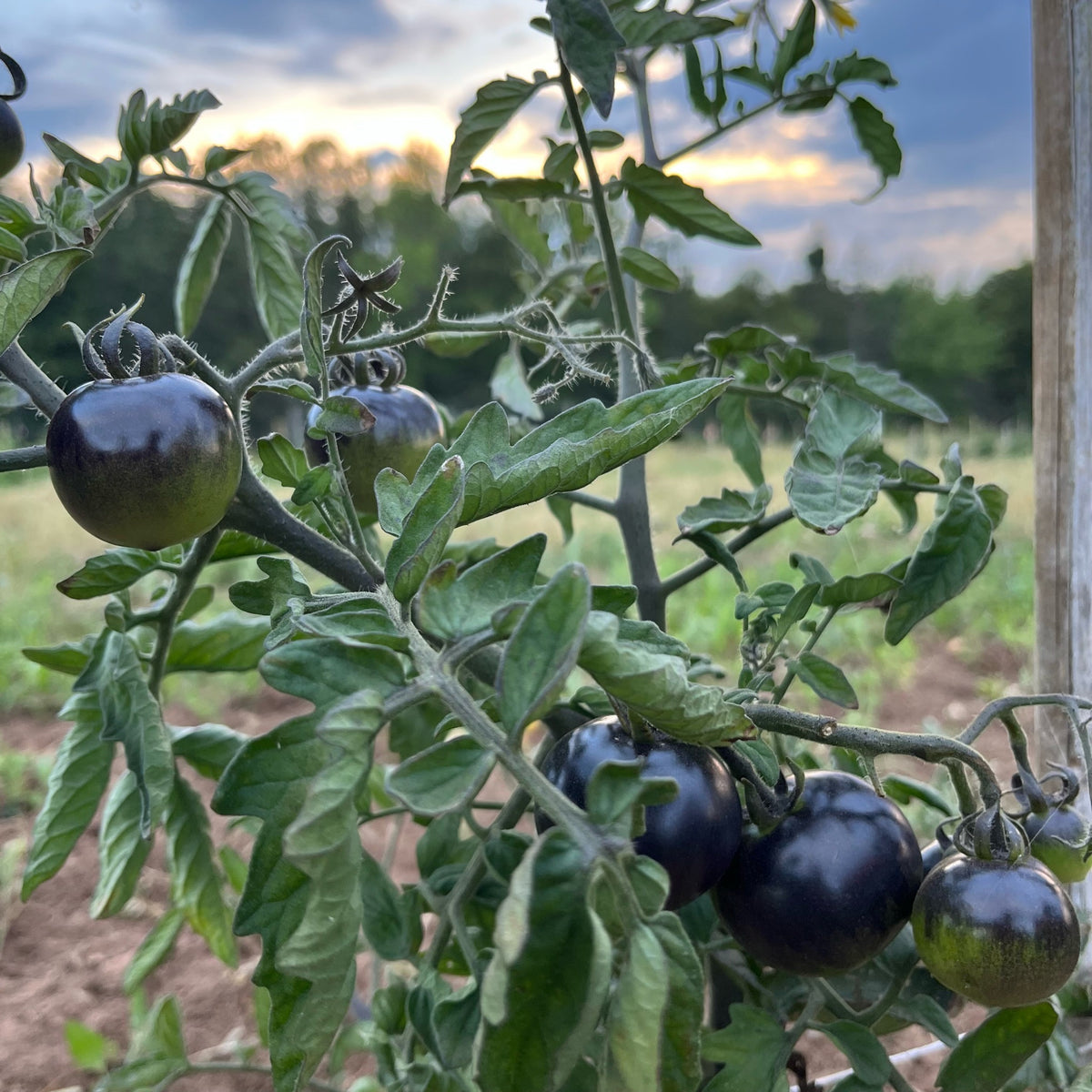 Indigo Rose Tomato – Revival Seeds