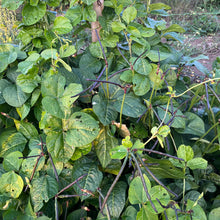 Cowpea of Veneto (Italian) Bush Bean