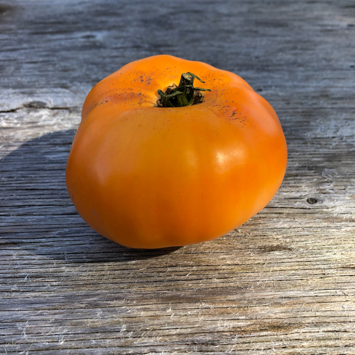 Kellogg's Breakfast Tomato – Revival Seeds