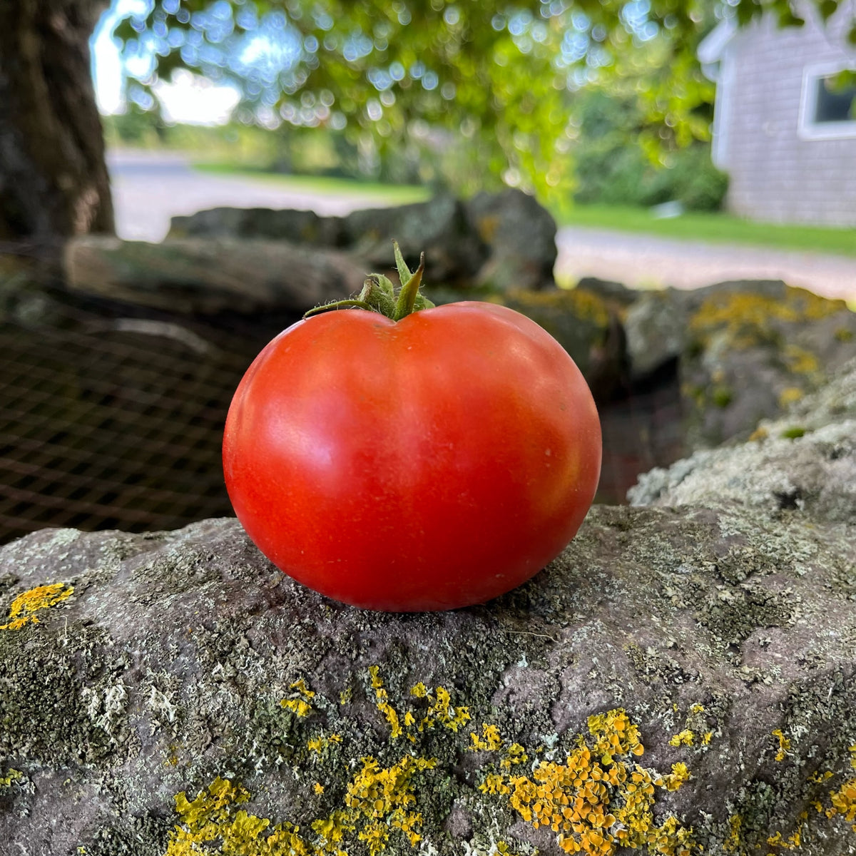 Tomato　New Basic Long Turtle TOMATO - Long Keeper – The Superior Gardener