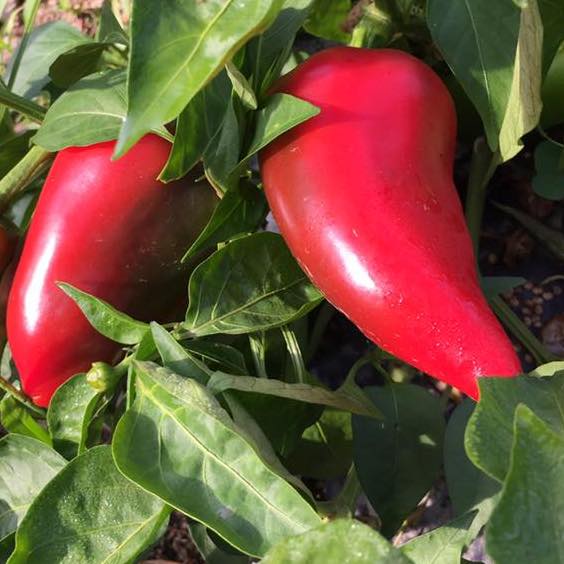 Lipstick Sweet Pepper Revival Seeds