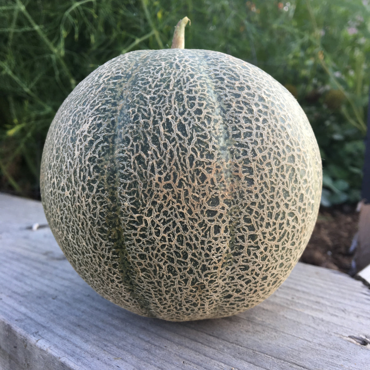melon様 Minnesota Midget Melon – Revival Seeds