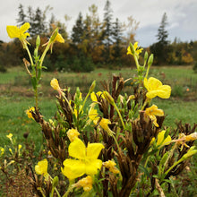 Northern Evening Primrose