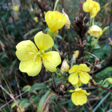 Northern Evening Primrose
