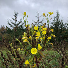 Northern Evening Primrose