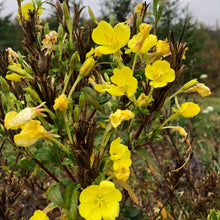 Northern Evening Primrose