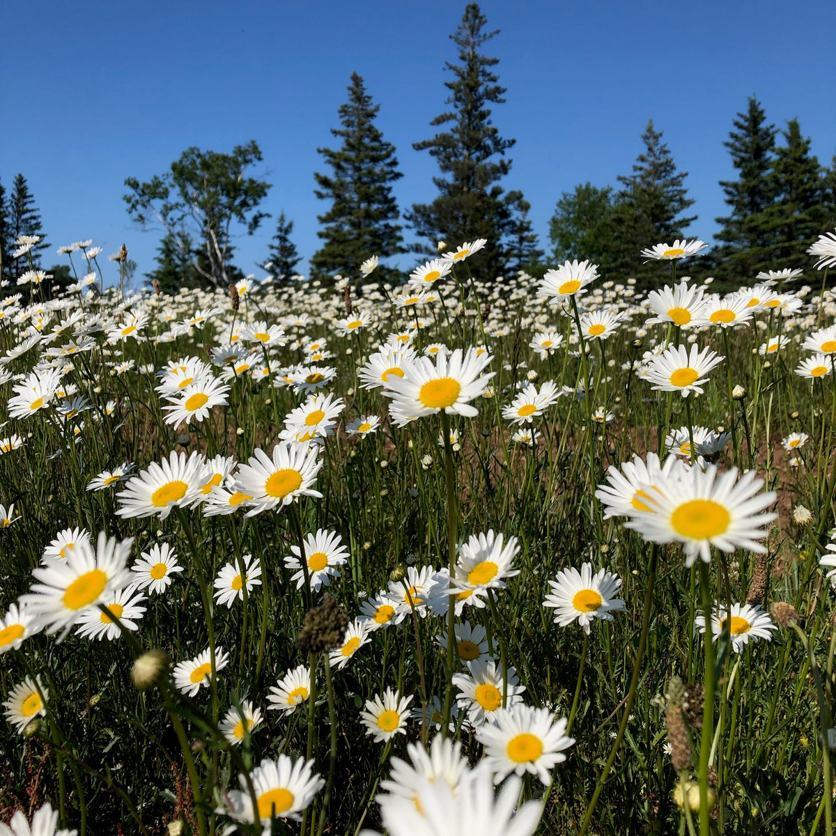 Ox-Eye Daisy – Revival Seeds