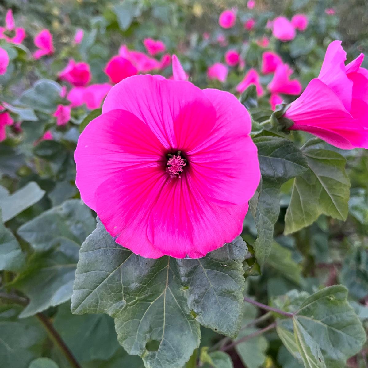 Lavatera trimestris 'Pink Blush' - Buy Online at Annie's Annuals