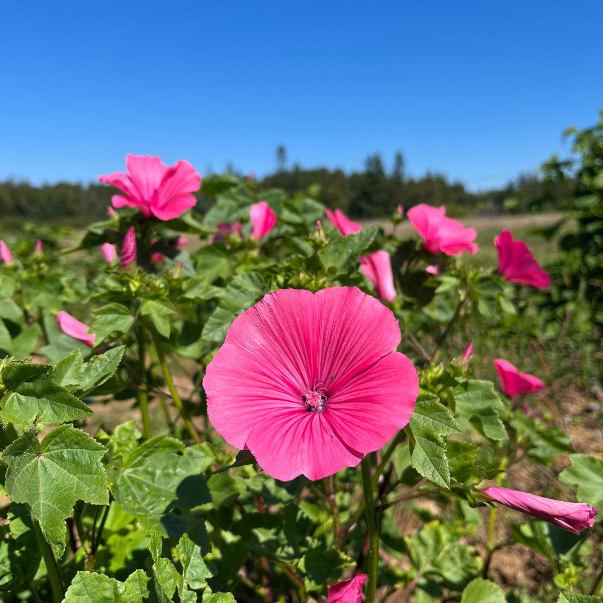 Lavatera trimestris 'Pink Blush' - Buy Online at Annie's Annuals