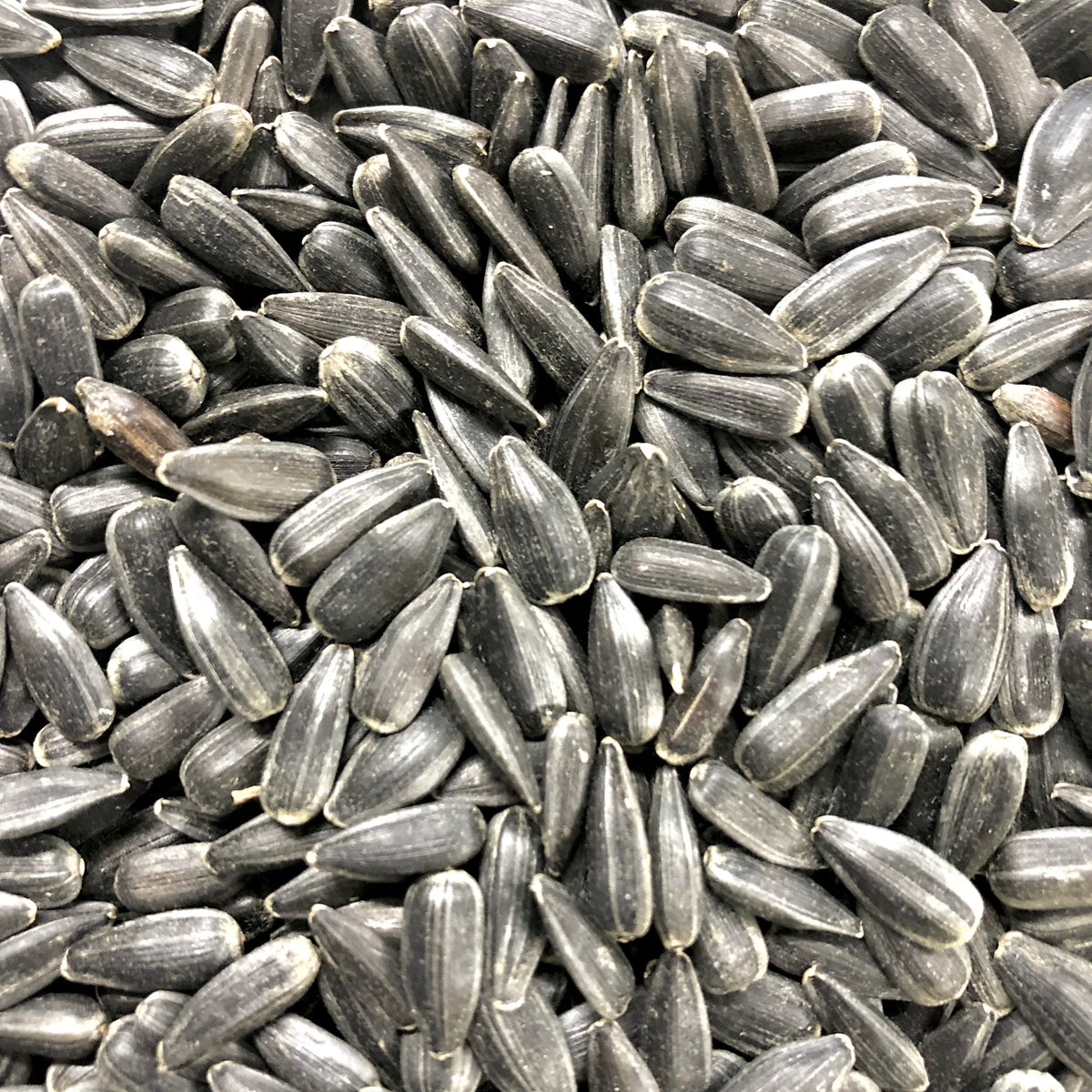 Peredovik Sunflower Revival Seeds