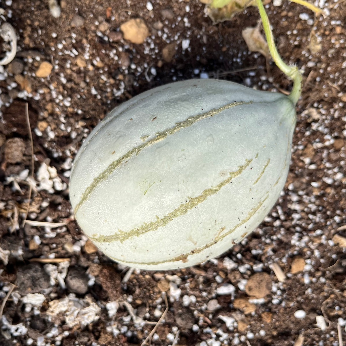 Pride of Wisconsin Melon – Revival Seeds