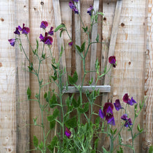 Percy Proudfoot Sweet Pea