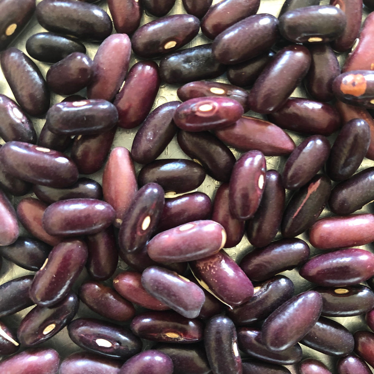 Provider Bush Bean Revival Seeds