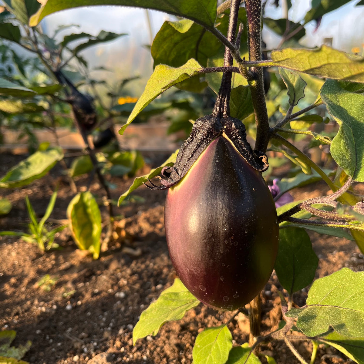 Purple Pickling Eggplant Revival Seeds