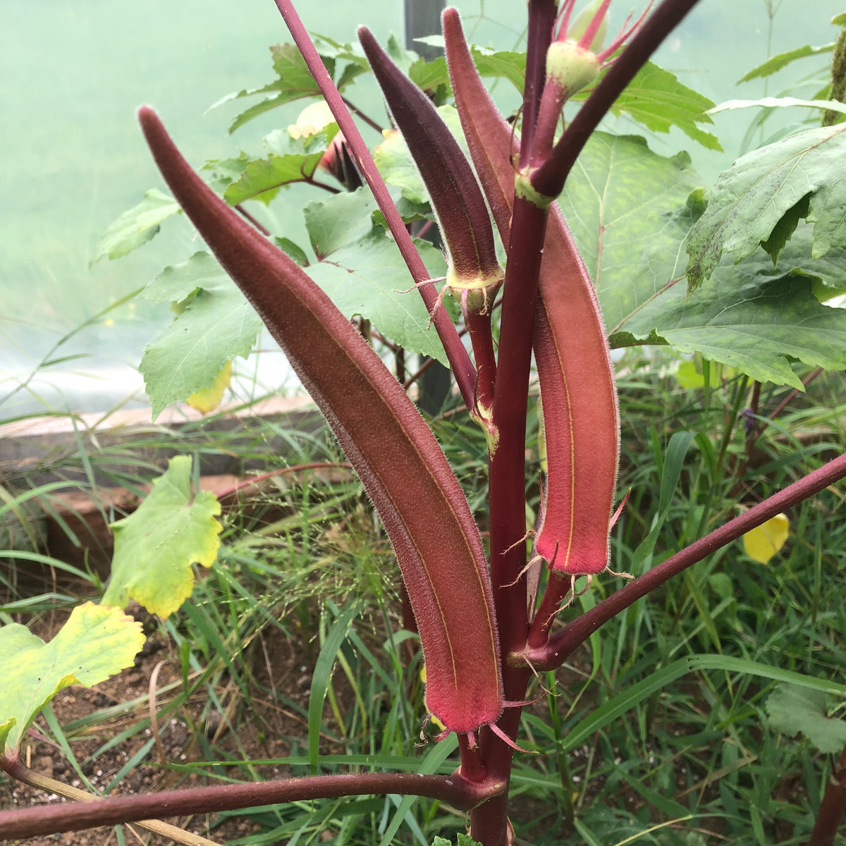 Red Burgundy Okra Revival Seeds