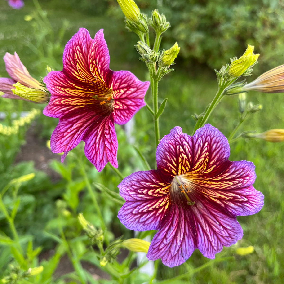 thumbnail image 2 of 200 Mixed Velvet Trumpet Flower Seeds Salpiglossis Sinuata Painted Flowers 2 of 13