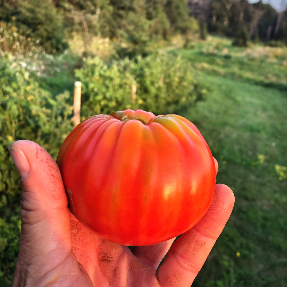 Sobkowich Slicer Tomato – Revival Seeds