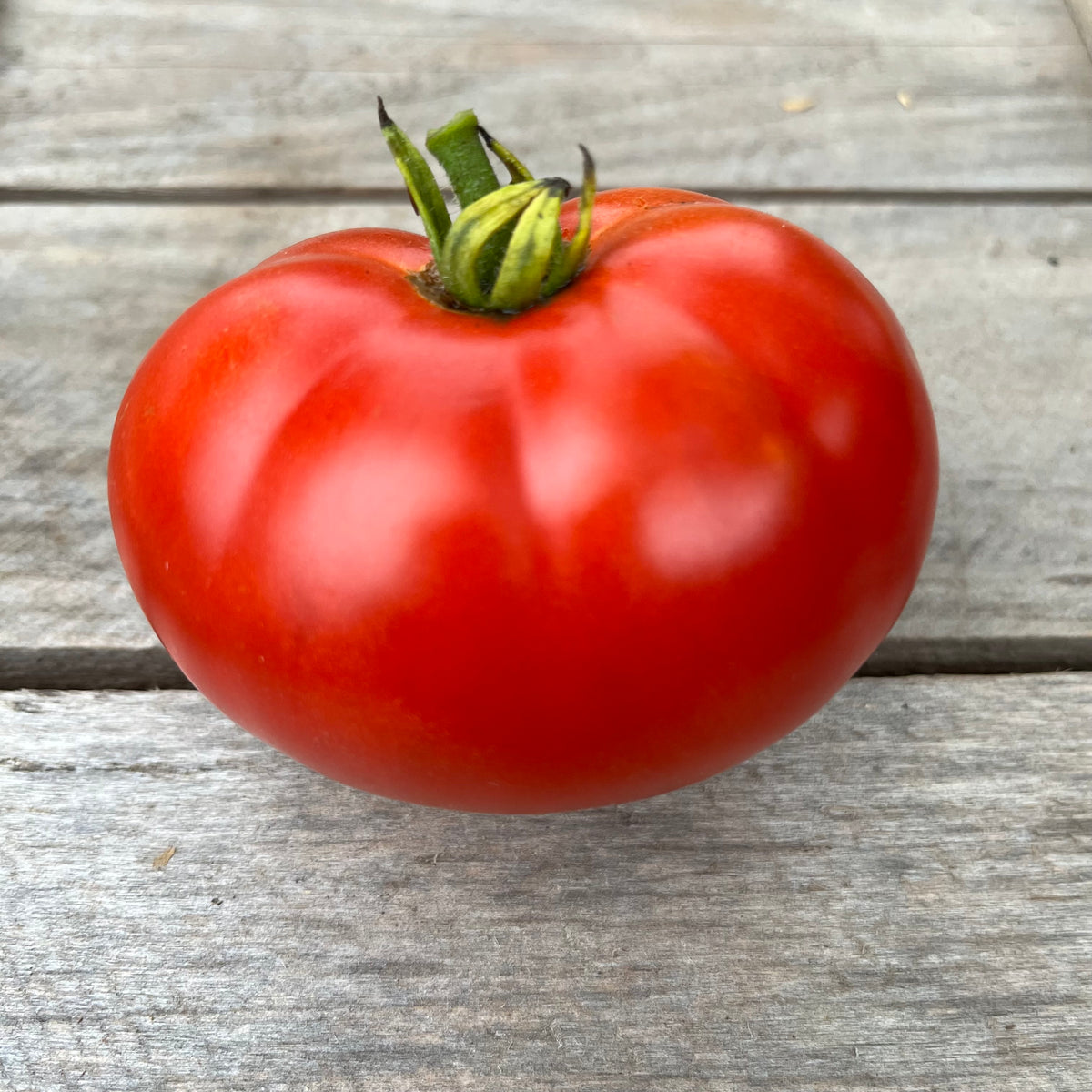 StanleyZubrowskiTomatoZ-