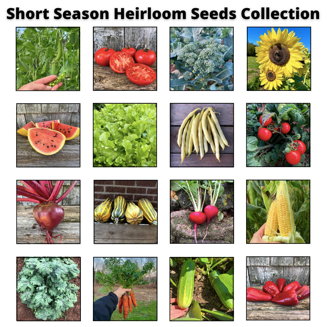 Short Season Heirloom Seeds Collection – Revival Seeds