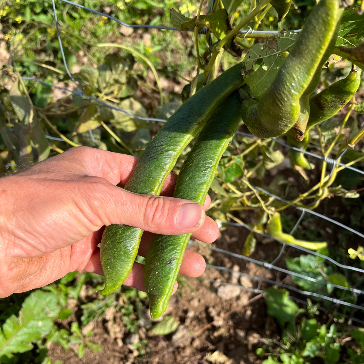 Sunset Runner Bean Revival Seeds