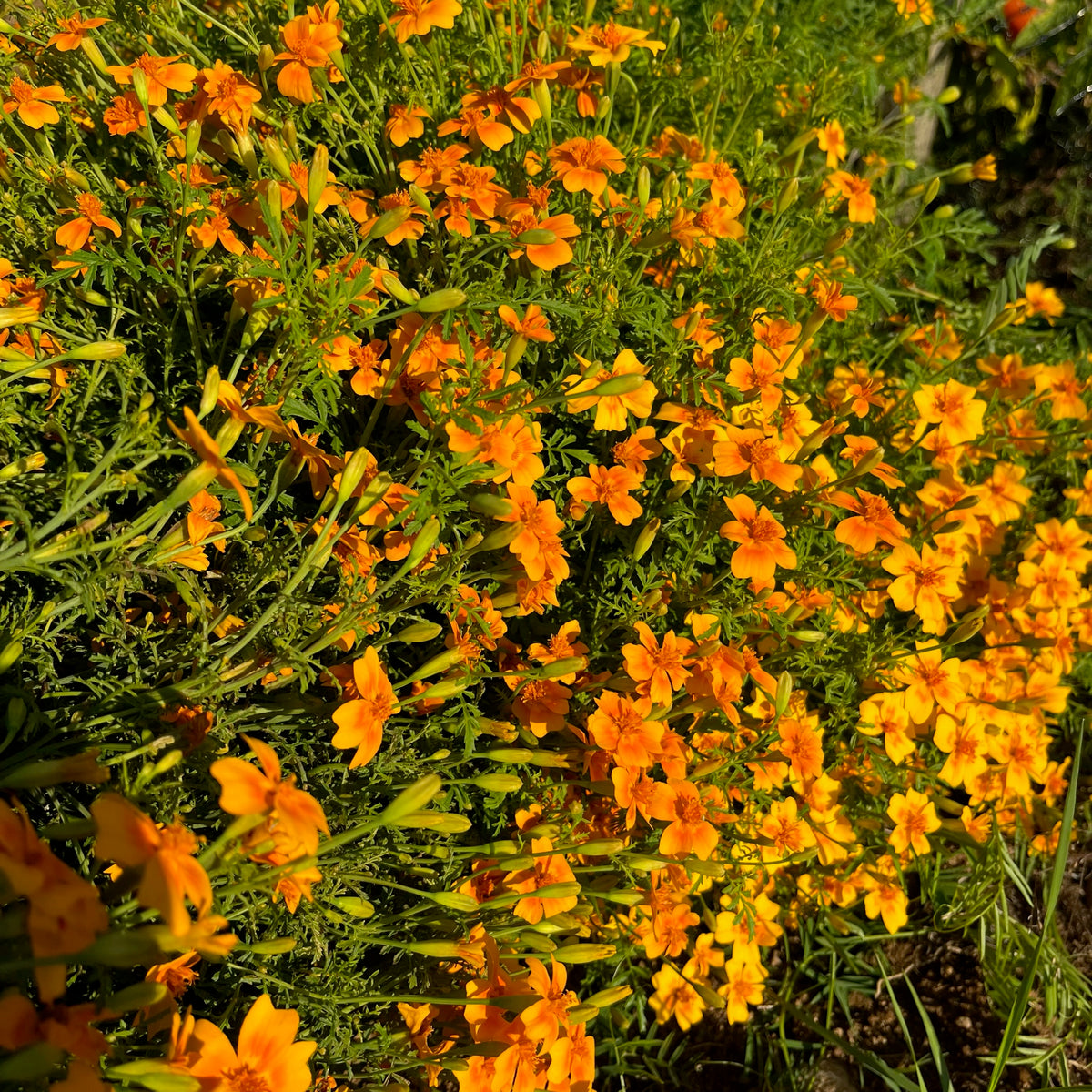 Tangerine Gem Marigold Revival Seeds
