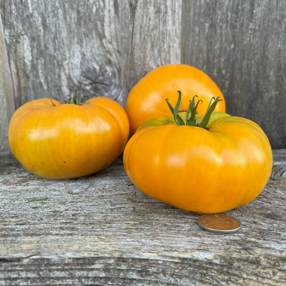 Yellow Brandywine Tomato – Revival Seeds