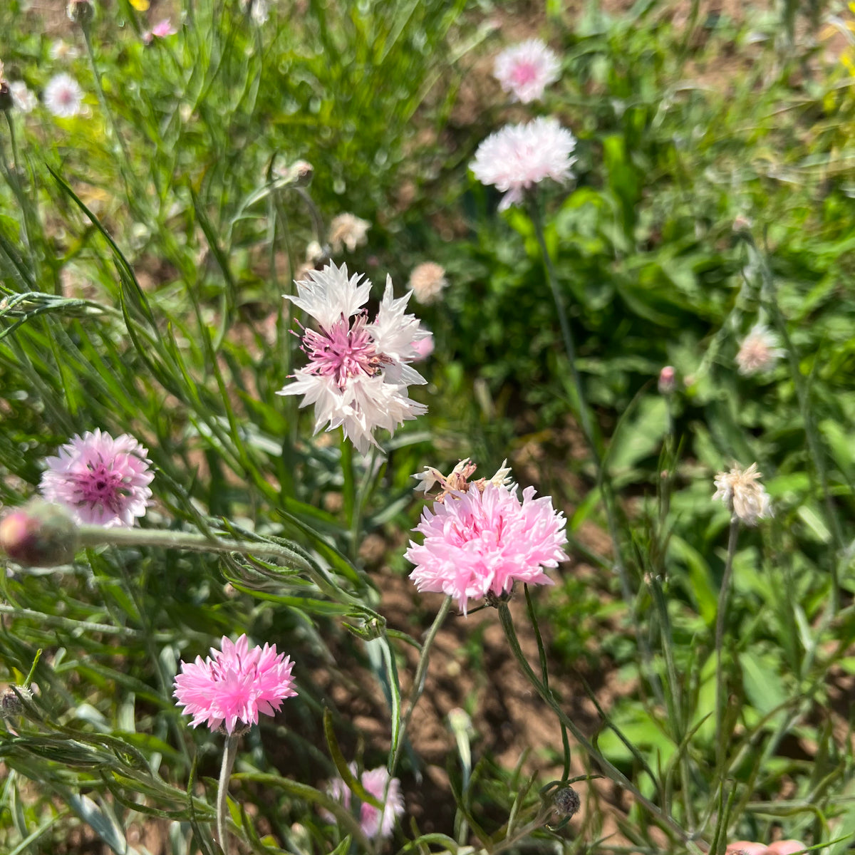 Pinky Bachelor's Button Revival Seeds