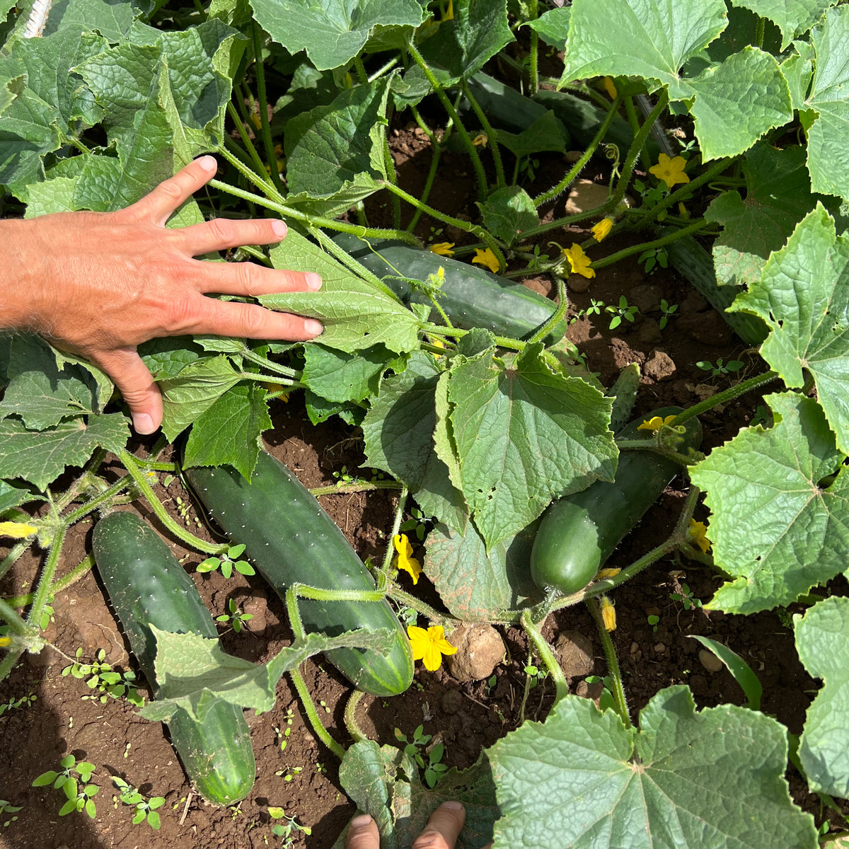 Marketmore 76 Cucumber Revival Seeds