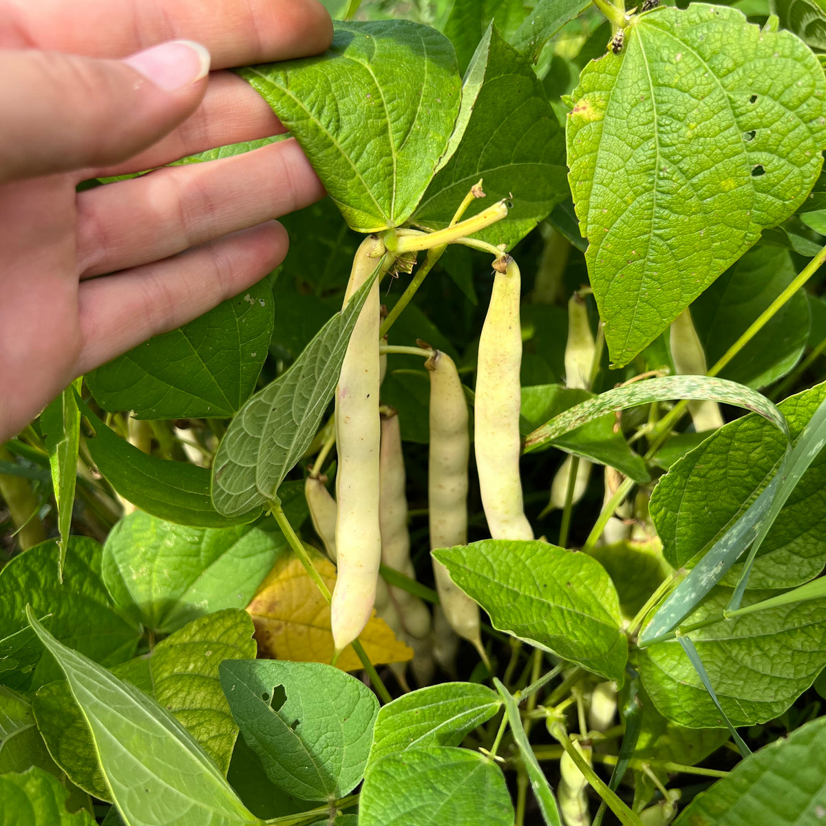 Dark Red Kidney Bush Bean Revival Seeds