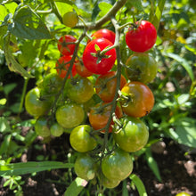 Acadian Cherry Tomato