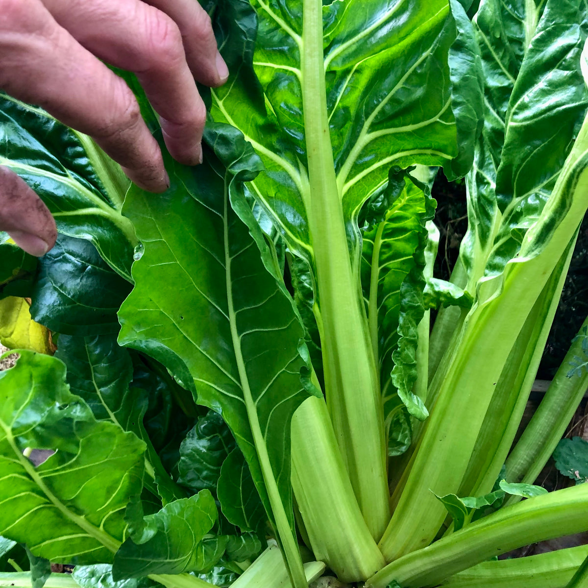 Fordhook Giant Swiss Chard Revival Seeds