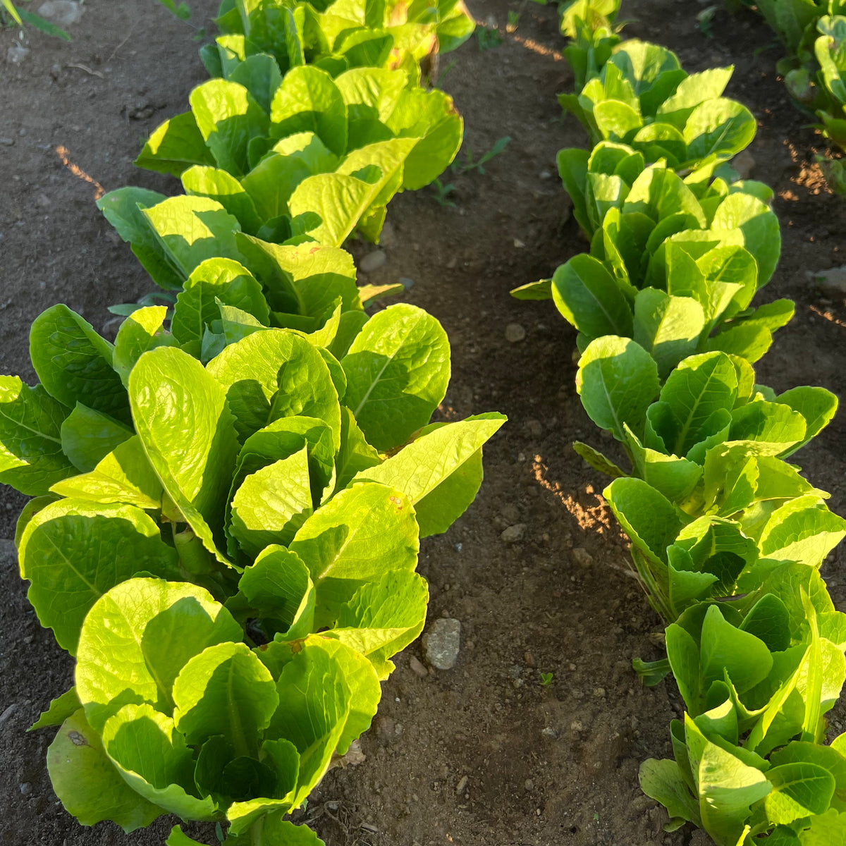 Parris Island Cos Lettuce Revival Seeds