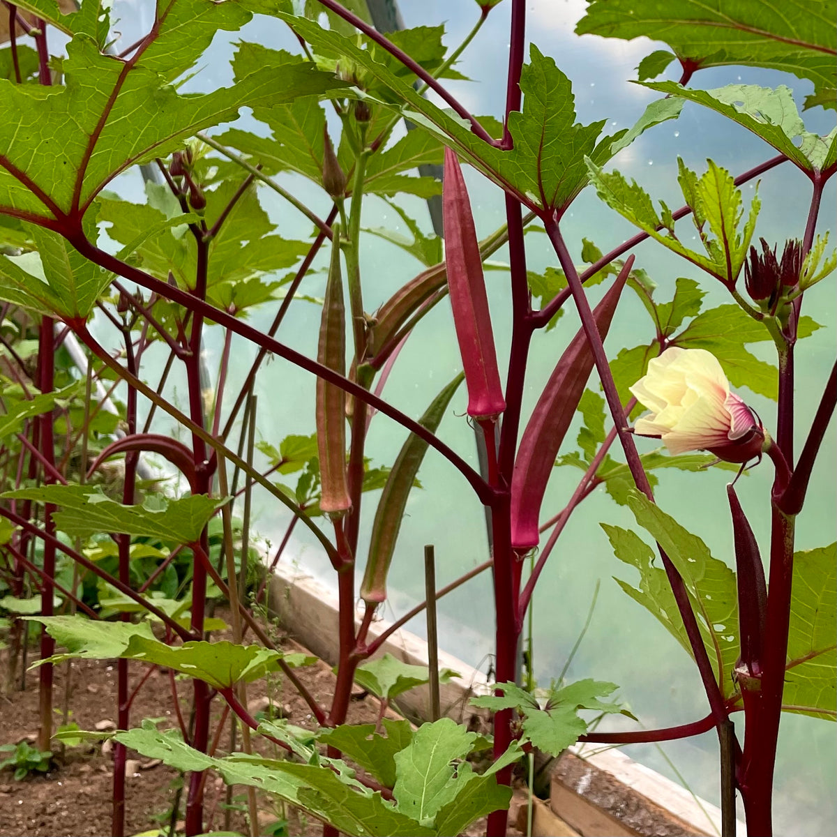 Red Burgundy Okra Revival Seeds