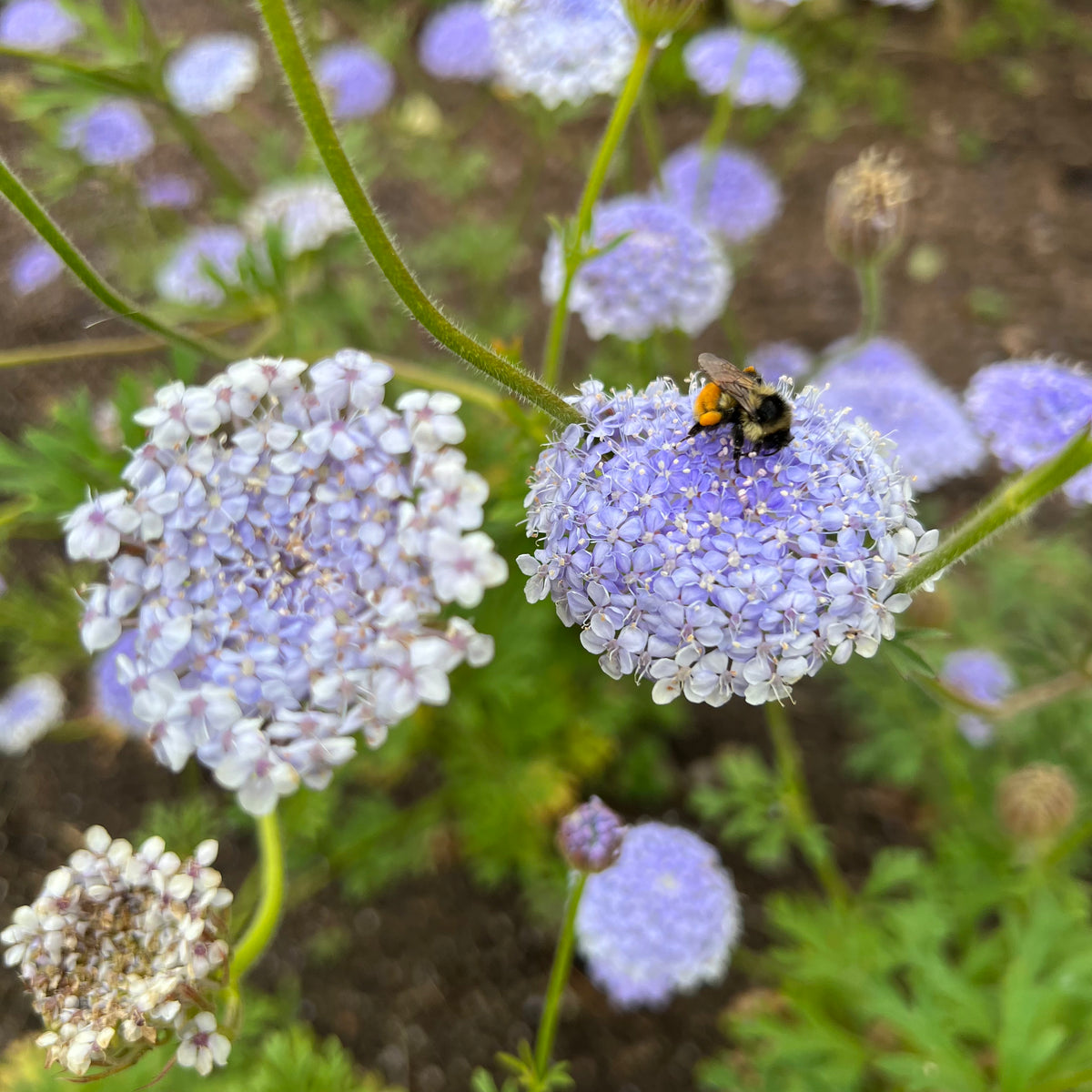 Powder Blue Lace Flower Revival Seeds