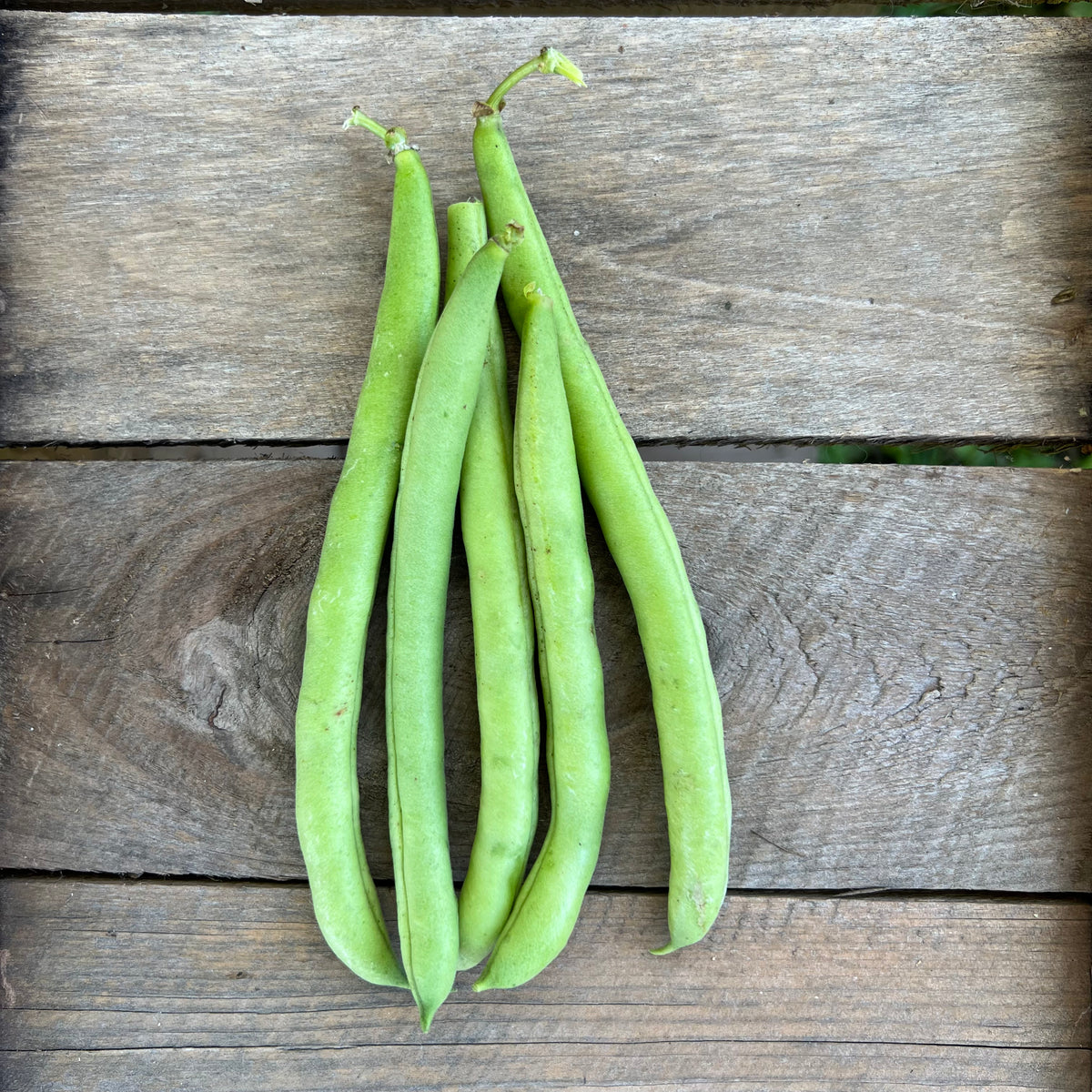 Provider Bush Bean Revival Seeds