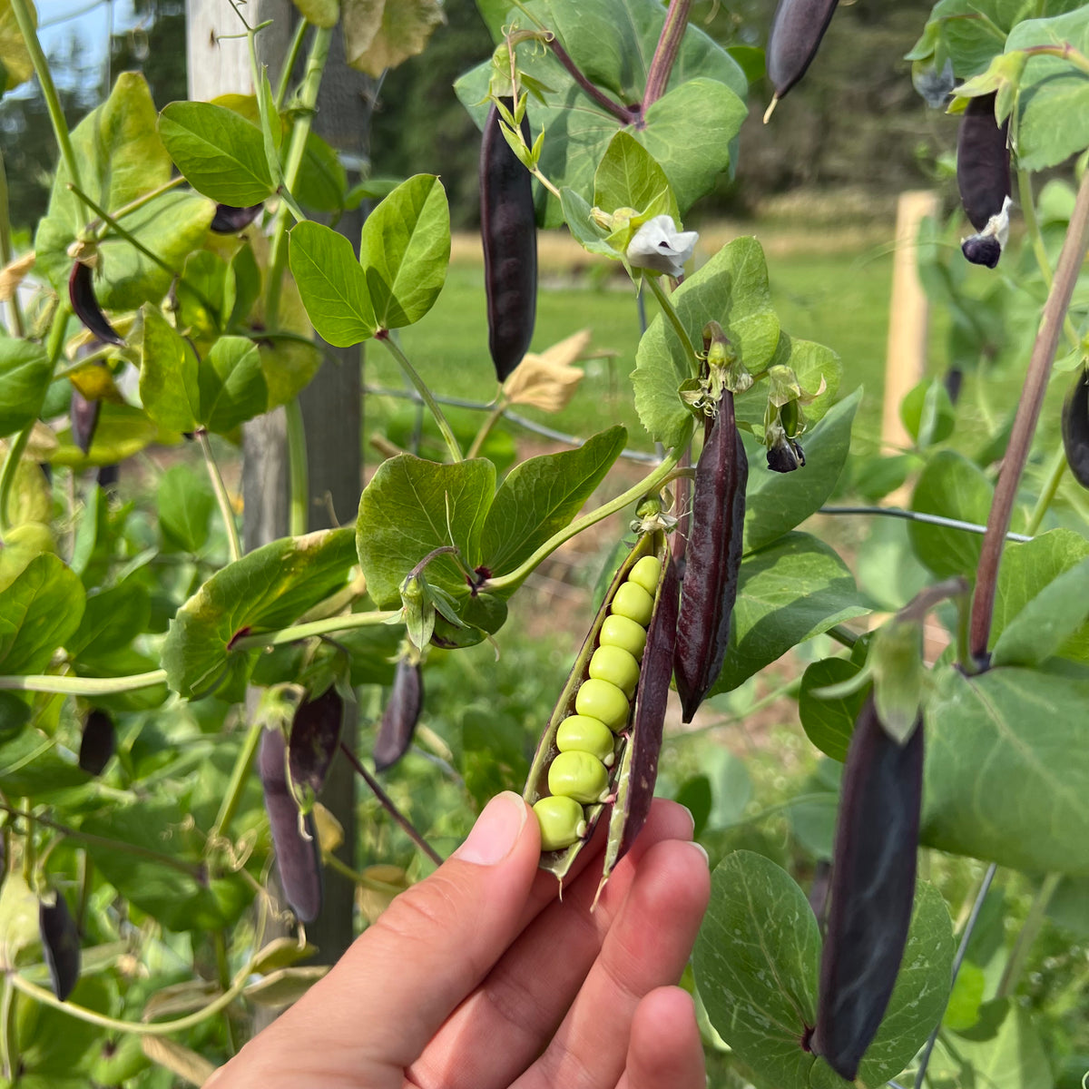 King Tut Purple Pea – Revival Seeds