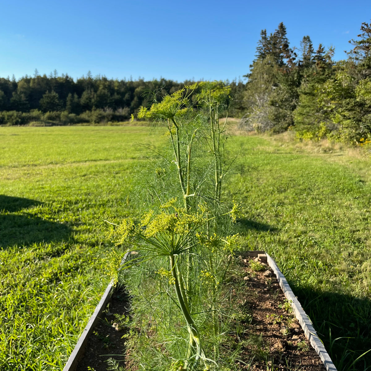 Dill Bouquet Revival Seeds