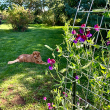 Percy Proudfoot Sweet Pea