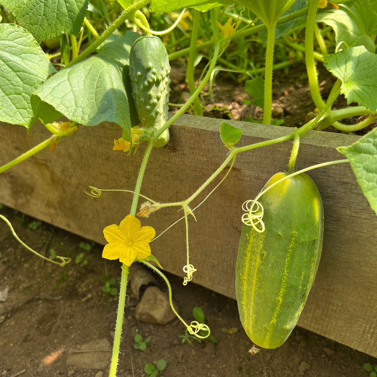 boston-pickling-cucumber-revival-seeds