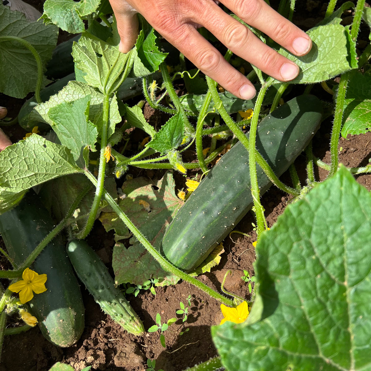 Marketmore 76 Cucumber Revival Seeds