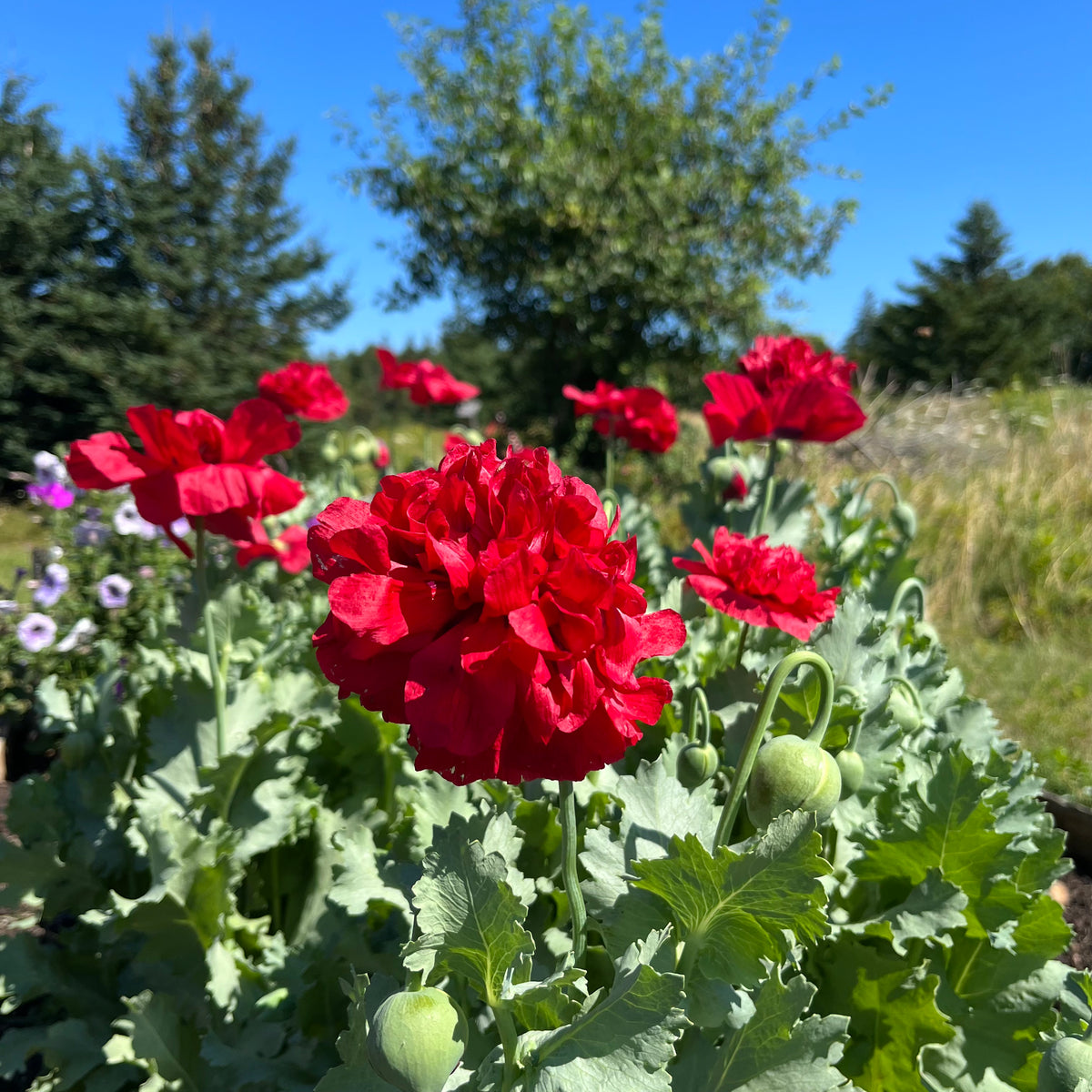 Antique Red Poppy Mix Nana Toots Revival Seeds