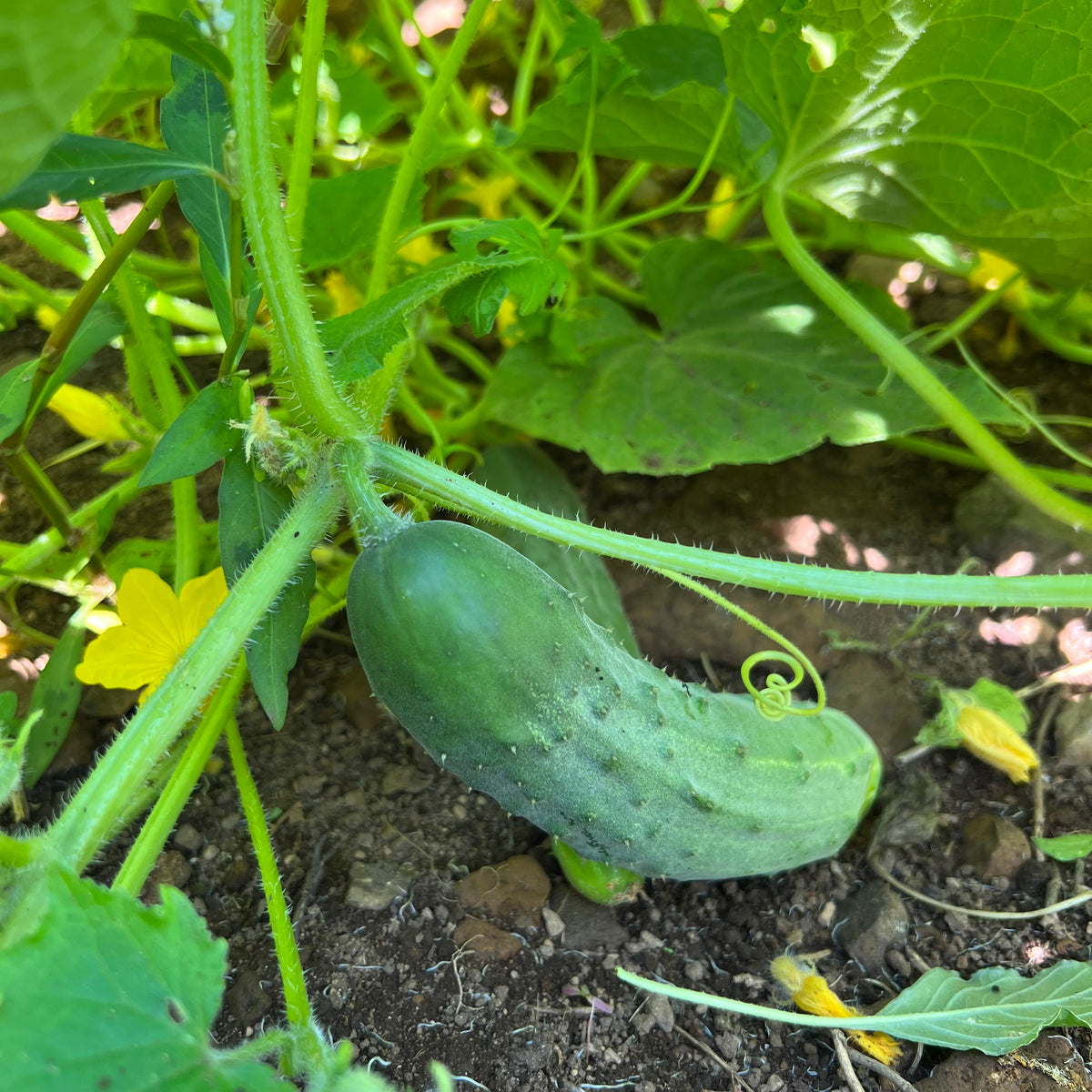 Straight Eight Cucumber Revival Seeds