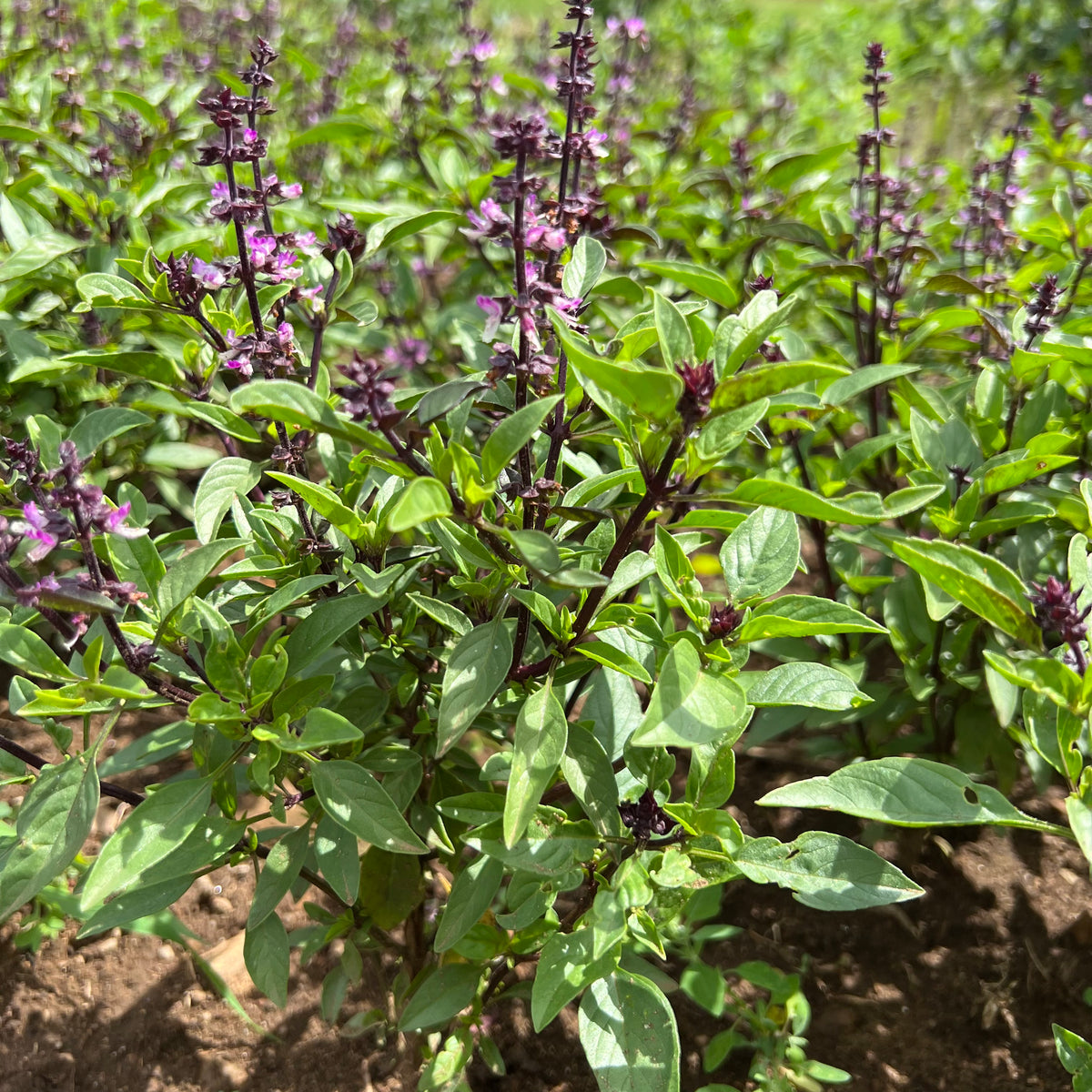 Thai Basil Revival Seeds