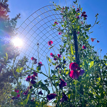 Percy Proudfoot Sweet Pea